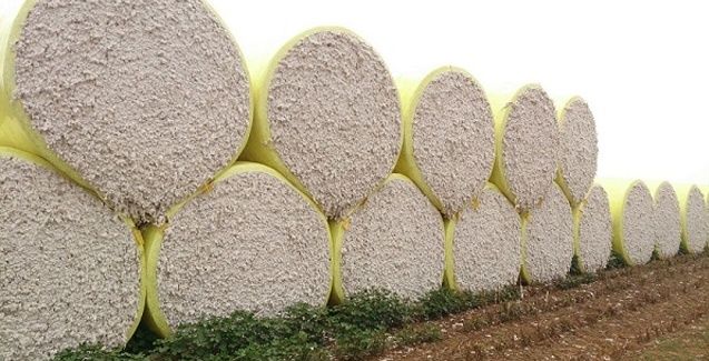 Comercialização da safra de algodão atinge 89,3% em Mato Grosso