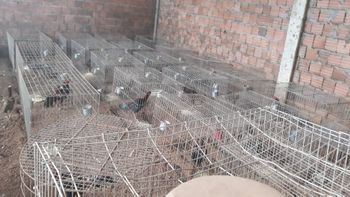 Polícia resgata 37 animais usados em rinha de galo em Rondonópolis