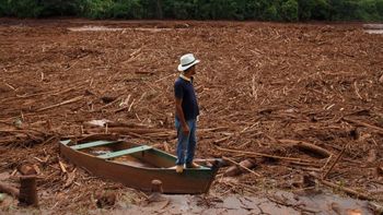 Reflorestamento da bacia do Rio Doce custará R$ 1,1 bilhão