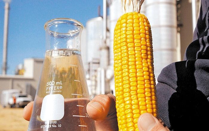 Produtores de MT fornecem milho para a produção de etanol