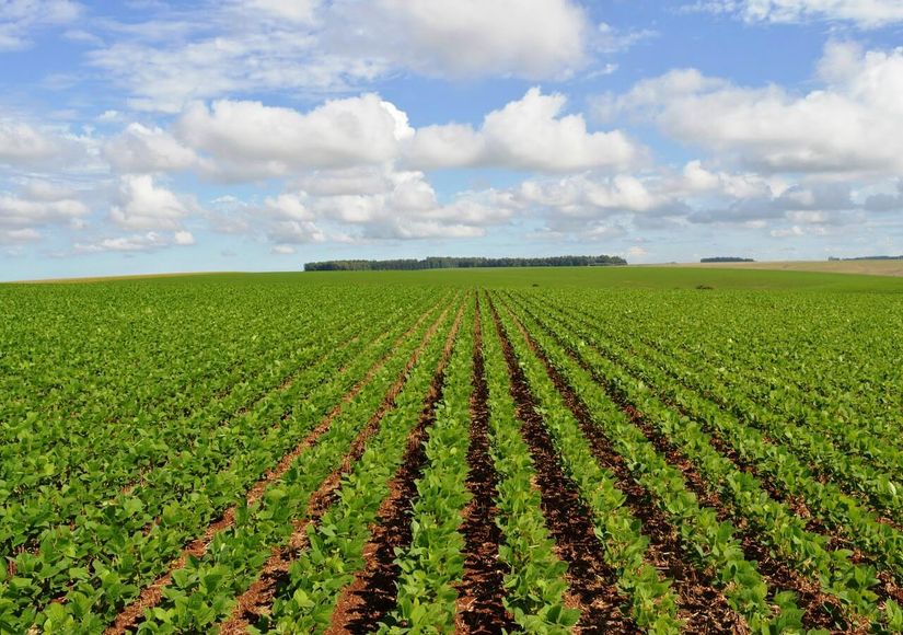 Valor da produção agropecuária é de R$ 565,6 bilhões