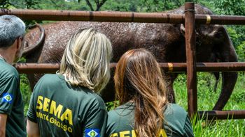 Santuário de Elefantes tem impacto positivo na fauna e flora locais