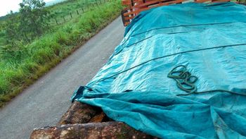 Homens são flagrados com 170 lascas e vão responder por crime ambiental