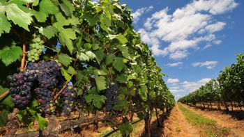 Embrapa abre inscrições para capacitação em produção de uvas e vinho em Mato Grosso