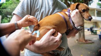 Cães e gatos devem ser vacinados contra a raiva amanhã (11)