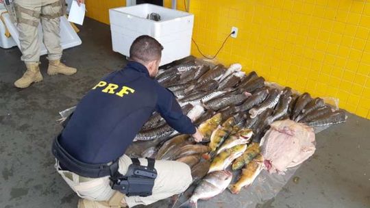 PRF apreende mais de 289 kg de pescado dentro de ônibus em Pontes e Lacerda