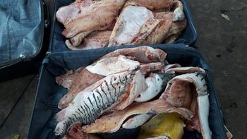 Sema apreende 256 quilos de pescado ilegal em linha de ônibus