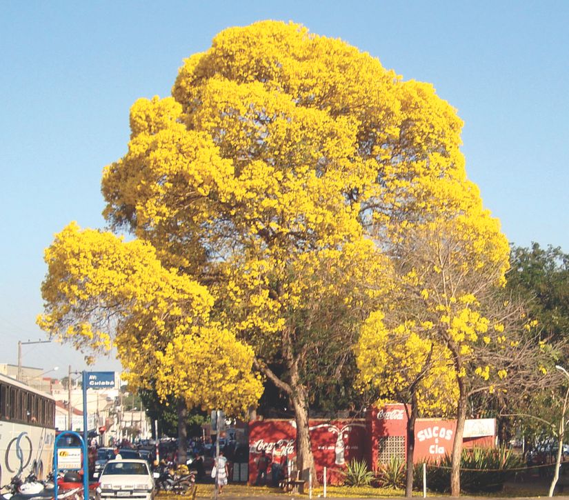 Ipê da Praça Brasil será transformado em obra de arte após temporal