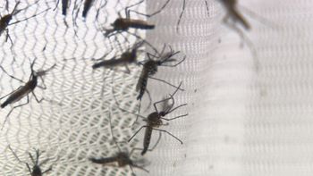 Unicamp cria fórmula para combater mosquito da dengue 