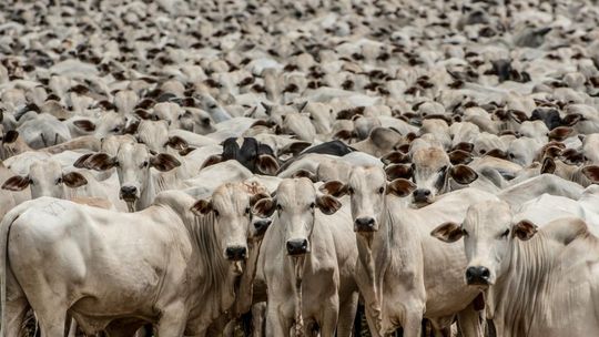 Indea reforça atualização de saldo do rebanho bovino e bubalino