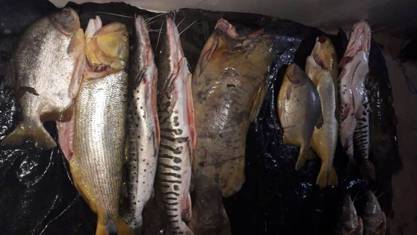Quase 195 quilos de pescado são apreendidos em caixas términas escondidas em região de mata