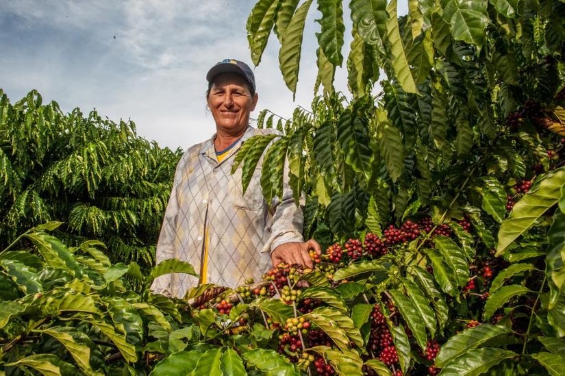 Governo investe R$ 1,6 milhões no Pró Café para apoiar pequenos cafeicultores