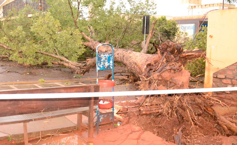 Secretaria municipal de Meio Ambiente faz controle de árvores de grande porte
