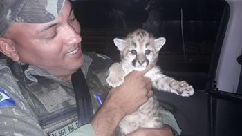 Batalhão Ambiental resgata 1.050 animais silvestres; 344 voltaram para a natureza