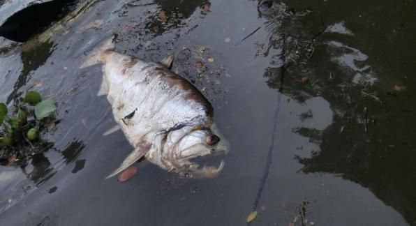 Hidrelétrica em Sinop continua causando morte de peixes no Teles Pires