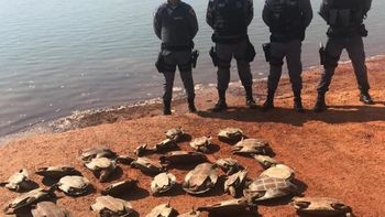 Homem é flagrado com mais de 60 tartarugas transportadas em barco