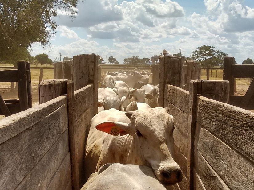 Equador abre o mercado de bovinos vivos para o Brasil