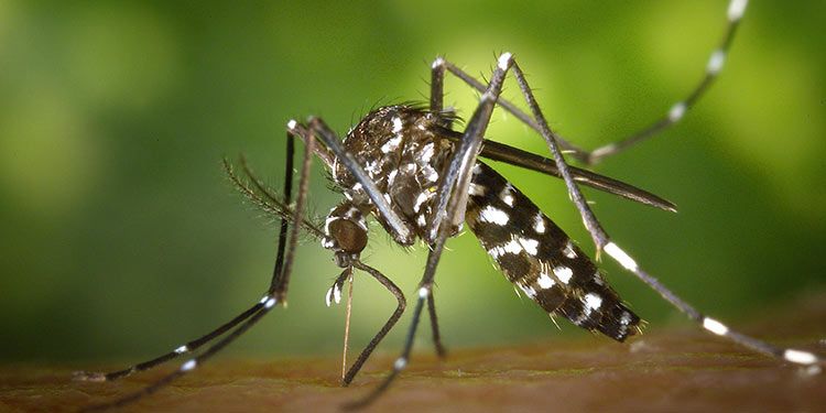 Casos de chikungunya no Mato Grosso aumentam 3,5 vezes este ano