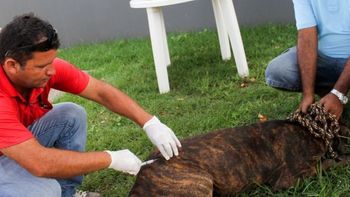 Veterinários voluntários atendem cães e gatos neste sábado