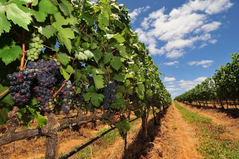 Embrapa abre inscrições para capacitação em produção de uvas e vinho em Mato Grosso