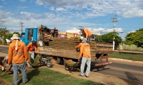 Mudas plantadas em canteiros pela Coder foram furtadas