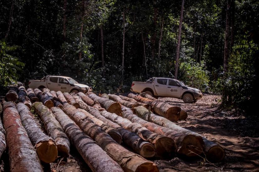 Após denúncia, Sema confirma exploração seletiva ilegal em Marcelândia