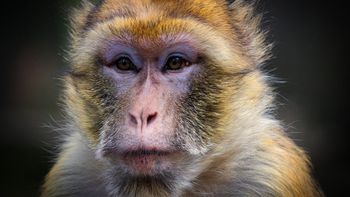 Cientistas conseguem 'provocar' autismo em macacos para estudar novos tratamentos