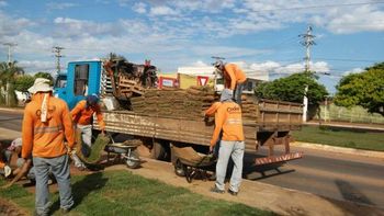 Mudas plantadas em canteiros pela Coder foram furtadas