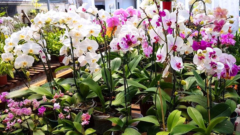 Museu Rosa Bororo recebe exposição de orquídeas e rosas do deserto
