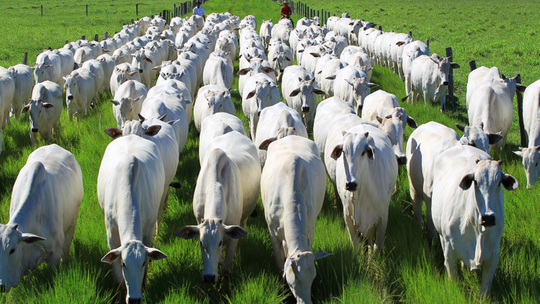 Mato Grosso sedia a primeira reunião do Bloco V do Plano Estratégico da Febre Aftosa