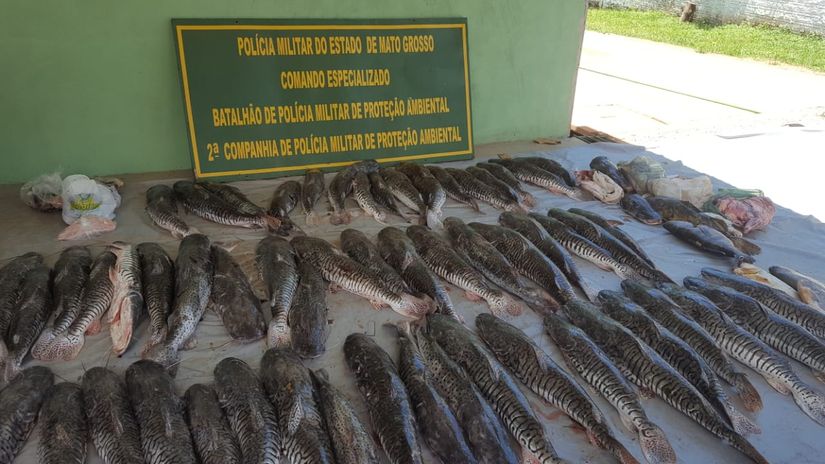 Quase 500 kg de pescado são apreendidos durante operação em Rondonópolis