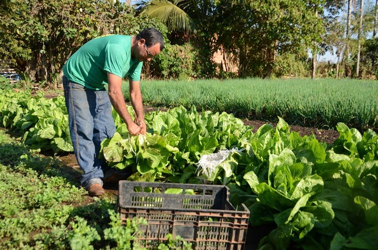 Proposta cria política de estímulo à produção de alimentos sem agrotóxicos