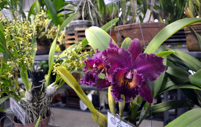 Museu Rosa Bororo abre as portas para exposição de orquídeas