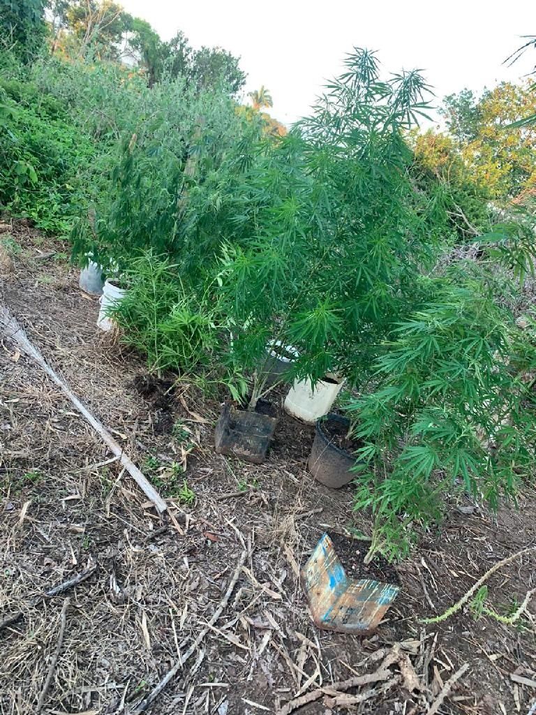 Com auxílio de drone, PM localiza plantação de maconha em chácara
