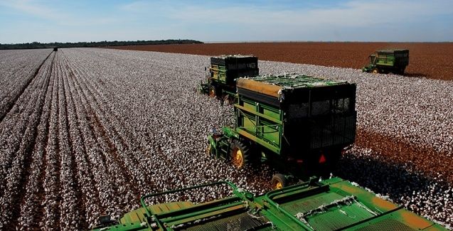 Plantio do algodão chega a 2,7% da área em Mato Grosso