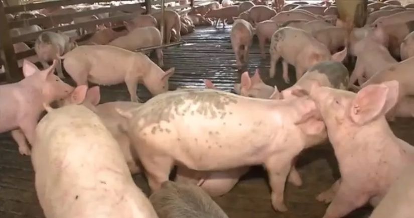 Criadores de porcos de MT se animam com exportação de carne suína