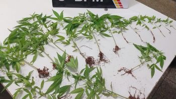 PM encontra plantação de maconha em terreno baldio em Rondonópolis  