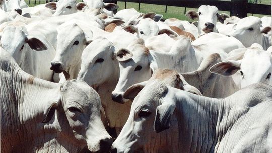 Governo reúne representantes do setor de alimentos para discutir desabastecimento