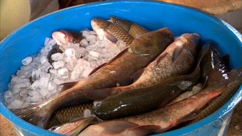 Aquicultores querem atividade ligada integralmente ao Mapa