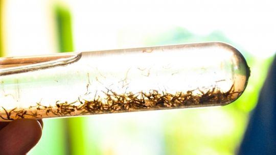 Mortes por dengue no Brasil triplicam no primeiro semestre