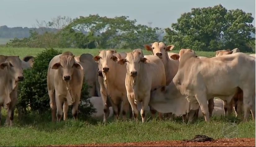 Brasil abate mais bovinos, suínos e frangos no segundo trimestre