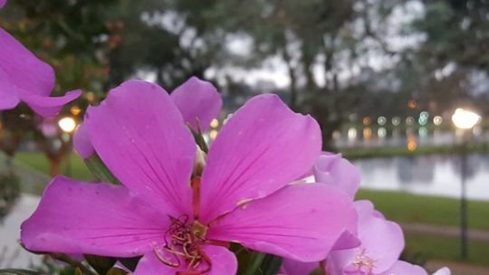 Primavera de 2019 deve ter menos chuvas do que o normal, diz Inmet