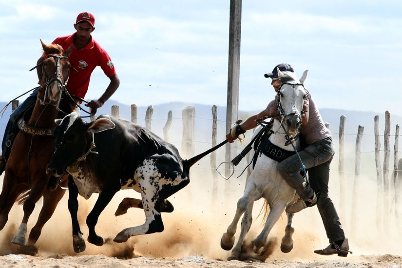 Plenário da Câmara aprova projeto que regulamenta a vaquejada