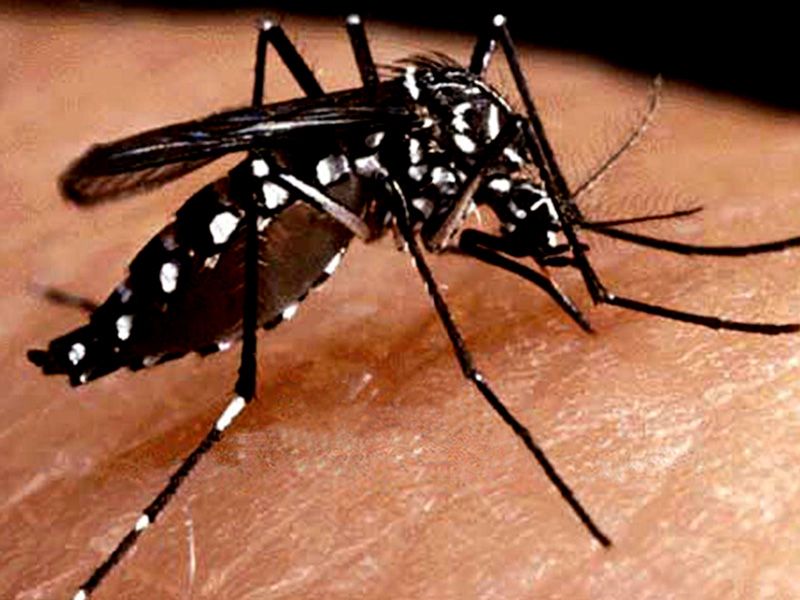 Secretaria de Saúde alerta para o aumento de casos de Dengue, Chikungunya e Zika