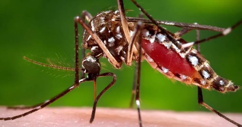 Infectologista explica por que é tão difícil eliminar o Aedes aegypti