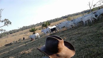 TJ determina junta de conciliação para caso envolvendo assentados e Boi Gordo em MT