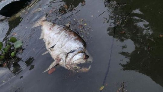 Hidrelétrica em Sinop continua causando morte de peixes no Teles Pires