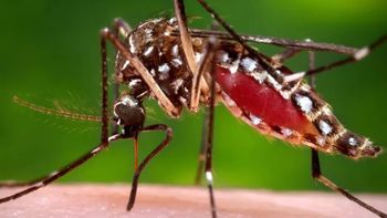 Infectologista explica por que é tão difícil eliminar o Aedes aegypti