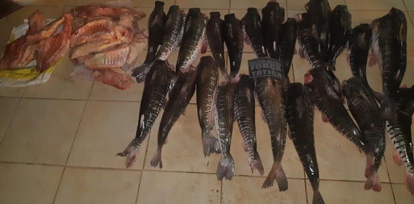 PM apreende 187 kg de pescado e apetrechos de pesca predatória