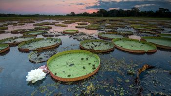 WWF-Brasil promove expedição no pantanal mato-grossense